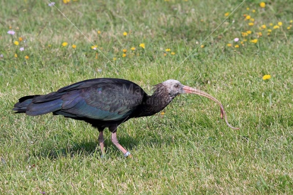 Klikni za ogled večje slike