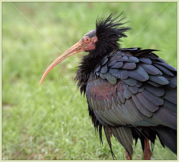 Klikni za ogled večje slike