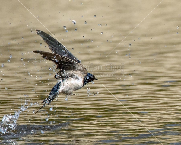 Klikni za ogled večje slike