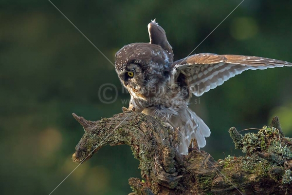 Klikni za ogled večje slike