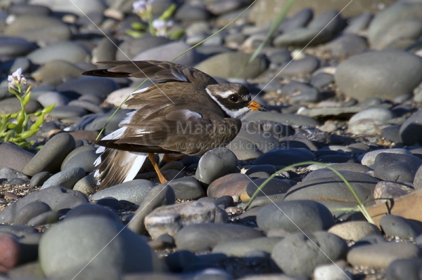 Klikni za ogled večje slike