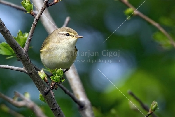 Klikni za ogled večje slike