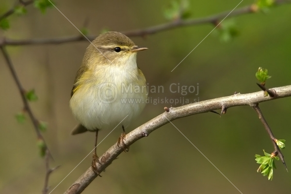 Klikni za ogled večje slike