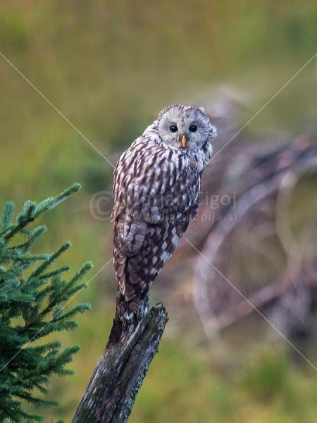 Klikni za ogled večje slike