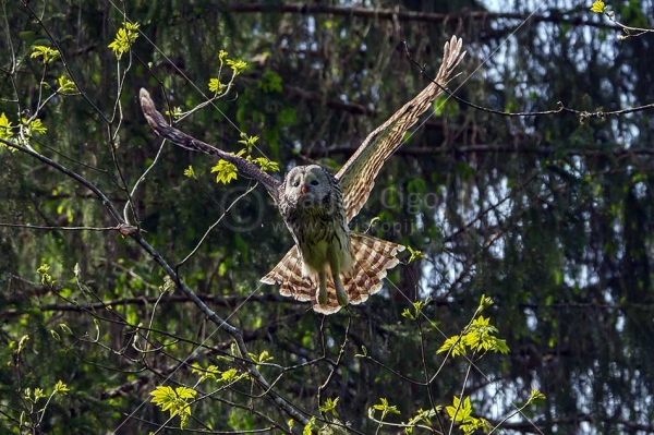 Klikni za ogled večje slike