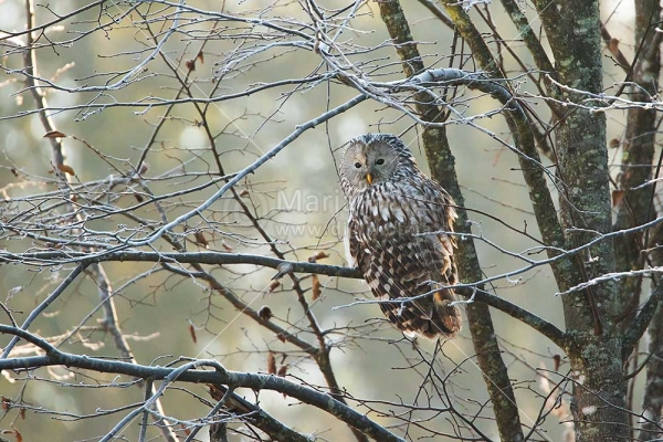 Klikni za ogled večje slike