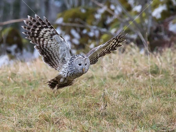 Klikni za ogled večje slike