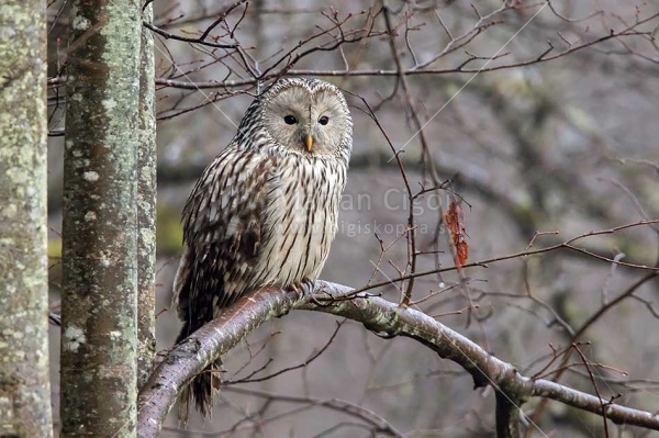 Klikni za ogled večje slike