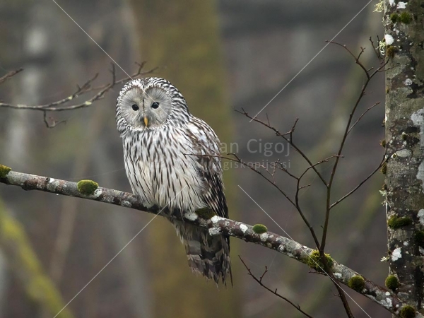 Klikni za ogled večje slike