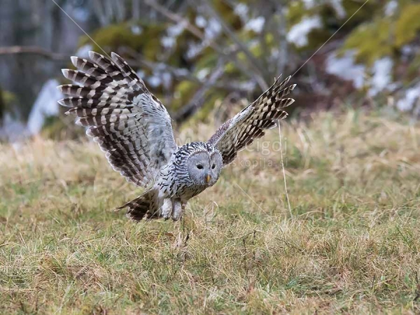 Klikni za ogled večje slike