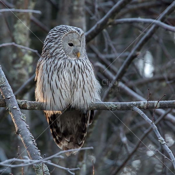 Klikni za ogled večje slike