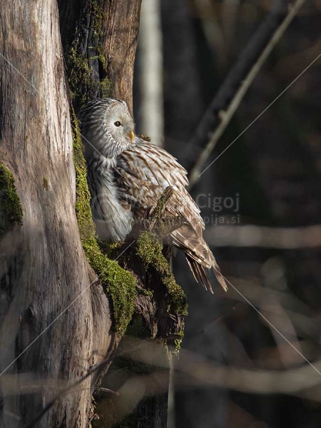 Klikni za ogled večje slike
