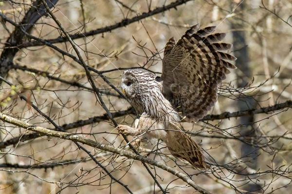 Klikni za ogled večje slike