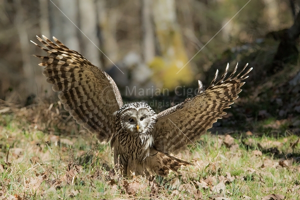 Klikni za ogled večje slike