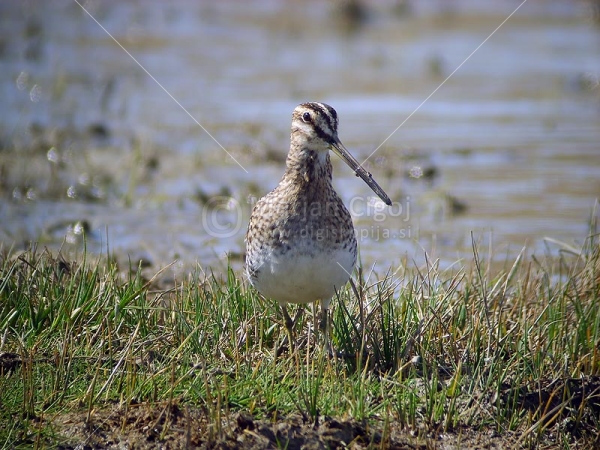 Klikni za ogled večje slike