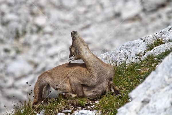 Klikni za ogled večje slike