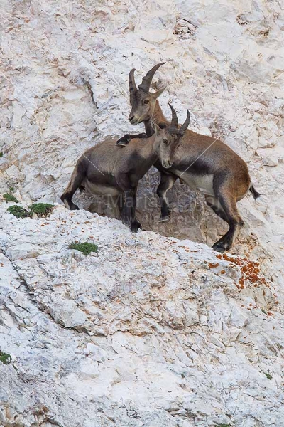 Klikni za ogled večje slike