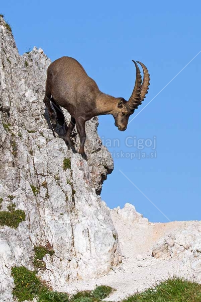 Klikni za ogled večje slike