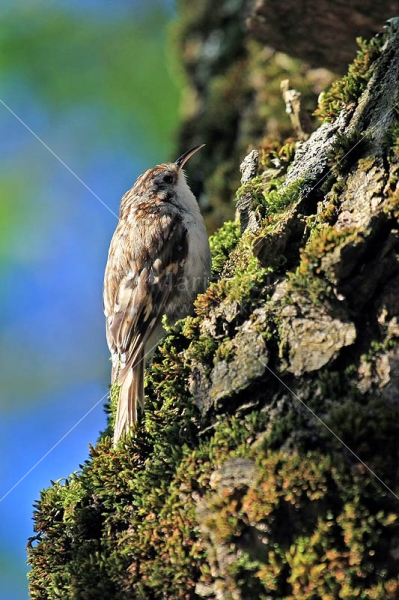 Klikni za ogled večje slike