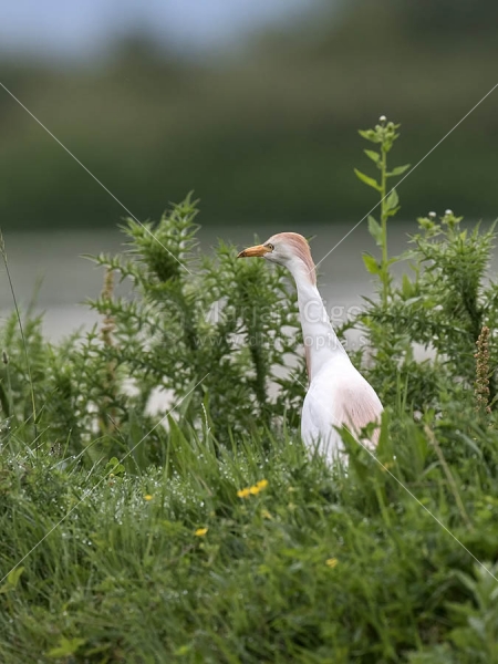 Klikni za ogled večje slike