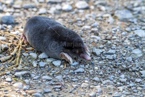 Klikni za ogled večje slike