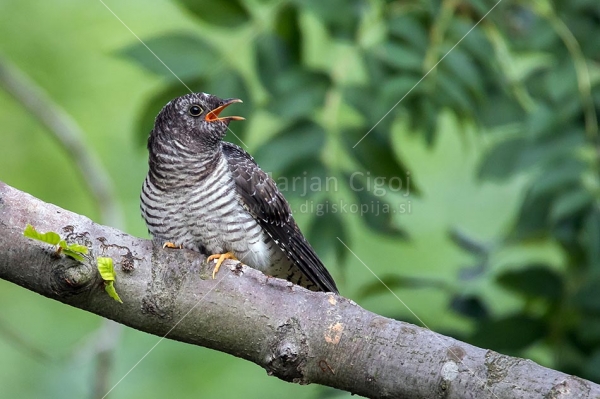 Klikni za ogled večje slike
