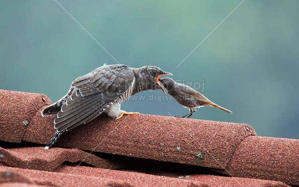 Klikni za ogled večje slike