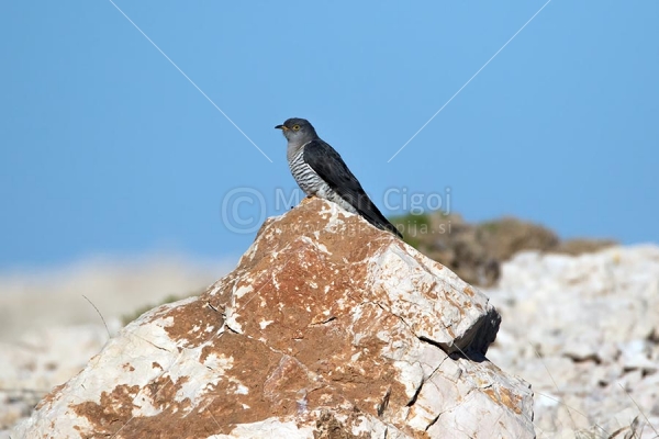 Klikni za ogled večje slike