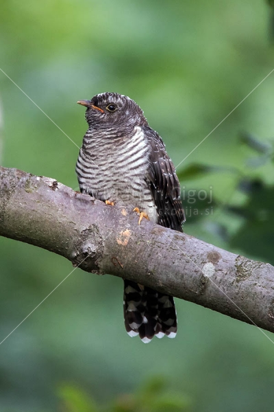 Klikni za ogled večje slike