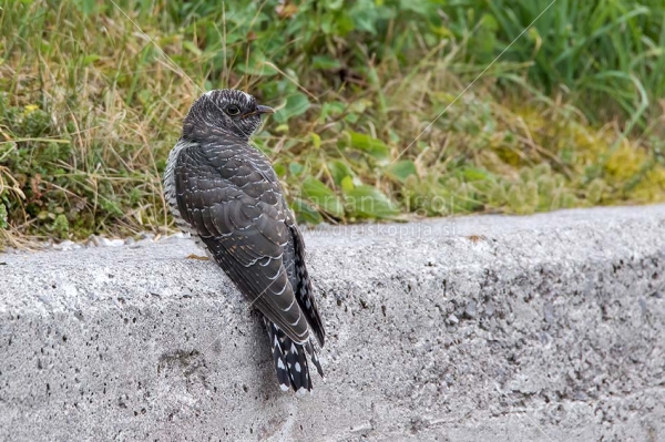 Klikni za ogled večje slike