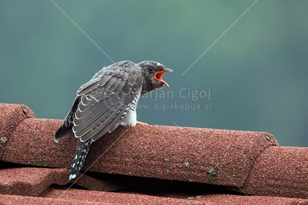 Klikni za ogled večje slike