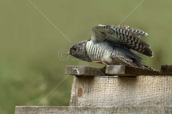 Klikni za ogled večje slike