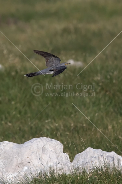 Klikni za ogled večje slike