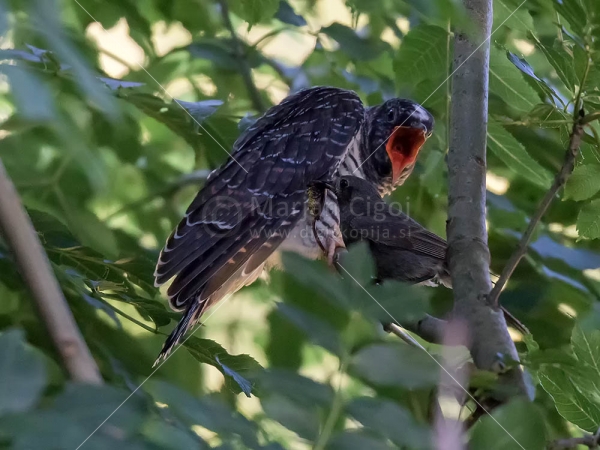 Klikni za ogled večje slike