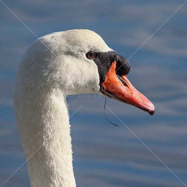 Klikni za ogled večje slike