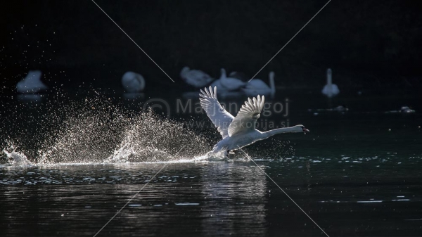 Klikni za ogled večje slike