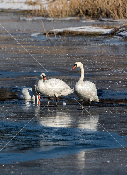 Klikni za ogled večje slike
