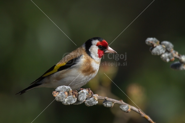 Klikni za ogled večje slike