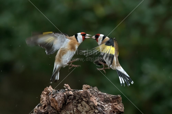 Klikni za ogled večje slike