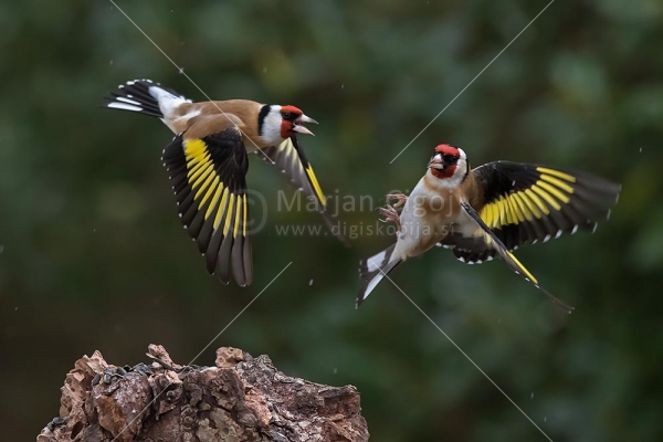 Klikni za ogled večje slike