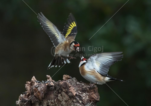 Klikni za ogled večje slike