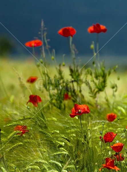 Klikni za ogled večje slike