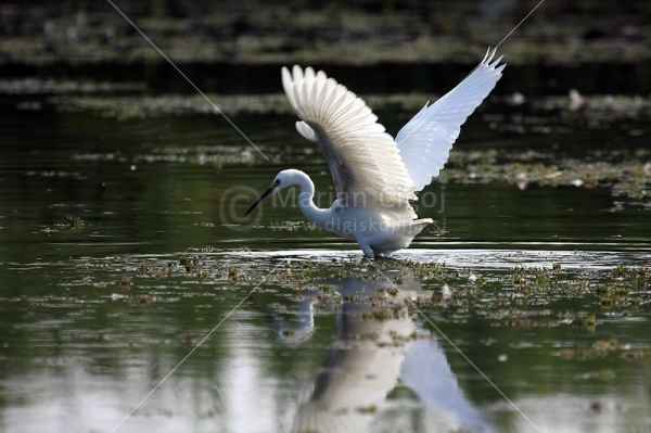 Klikni za ogled večje slike