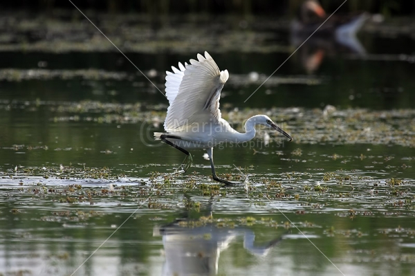 Klikni za ogled večje slike
