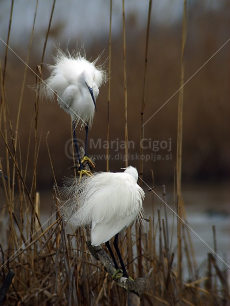 Klikni za ogled večje slike