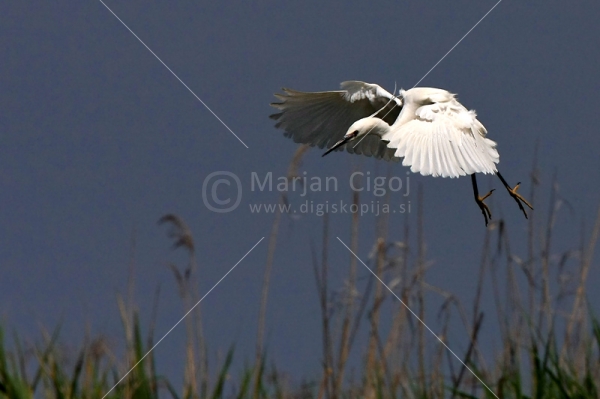 Klikni za ogled večje slike
