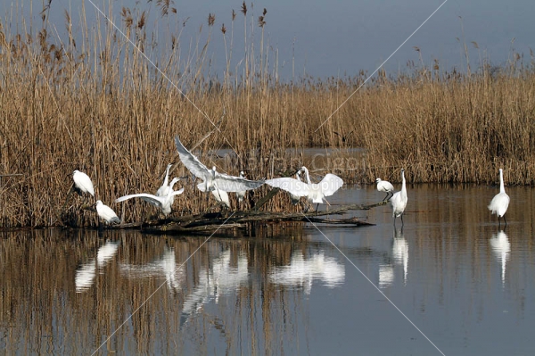 Klikni za ogled večje slike
