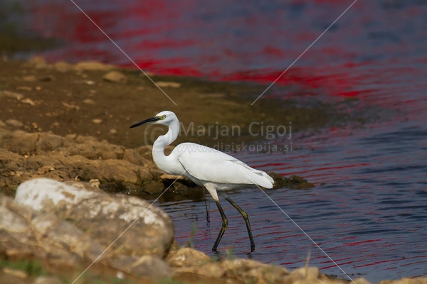 Klikni za ogled večje slike