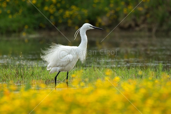 Klikni za ogled večje slike