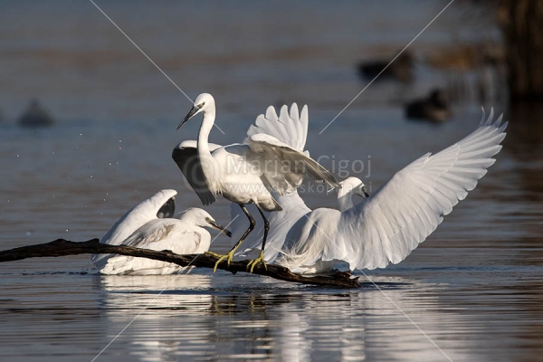Klikni za ogled večje slike
